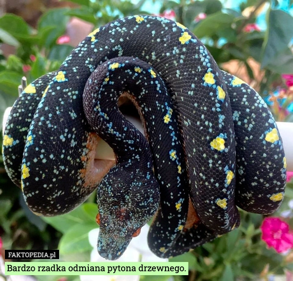 
    Bardzo rzadka odmiana pytona drzewnego.