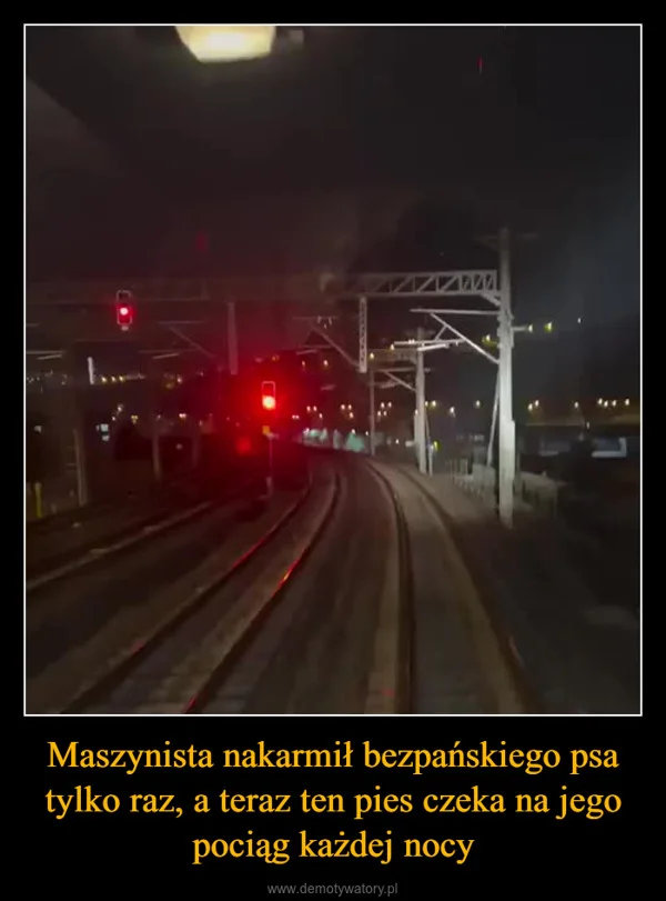 
    Maszynista nakarmił bezpańskiego psa tylko raz, a teraz ten pies czeka na jego pociąg każdej nocy