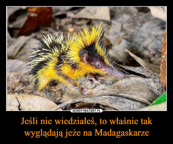 
    Jeśli nie wiedziałeś, to właśnie tak wyglądają jeże na Madagaskarze