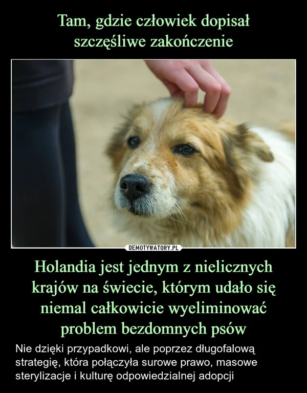 
    Tam, gdzie człowiek dopisał szczęśliwe zakończenie Holandia jest jednym z nielicznych krajów na świecie, którym udało się niemal całkowicie wyeliminować problem bezdomnych psów