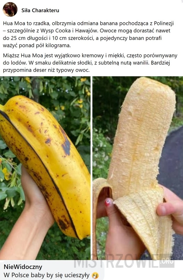 
    Hua Moa