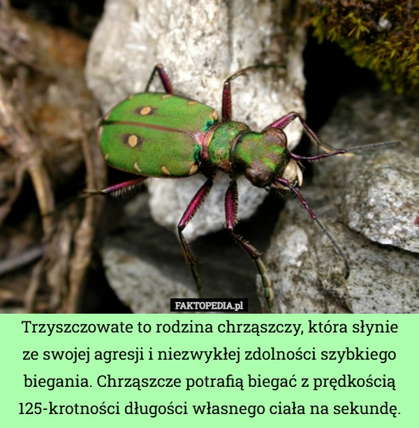 
    Trzyszczowate to rodzina chrząszczy, która słynie
ze swojej agresji i niezwykłej