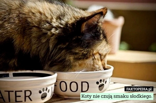 
    Koty nie czują smaku słodkiego.