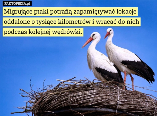 
    Migrujące ptaki potrafią zapamiętywać lokacje oddalone o tysiące kilometrów