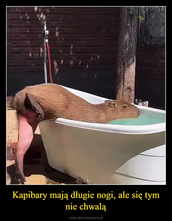 
    Kapibary mają długie nogi, ale się tym nie chwalą