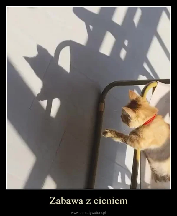 
    Zabawa z cieniem