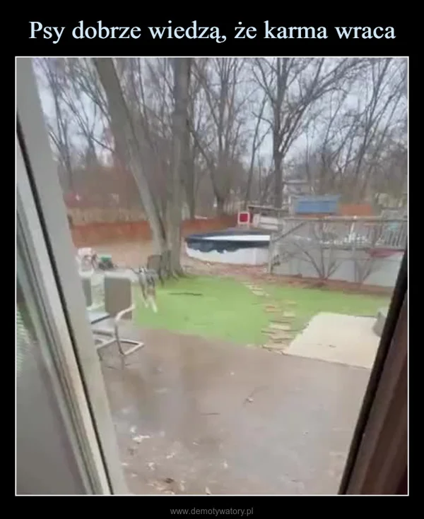 
    Psy dobrze wiedzą, że karma wraca