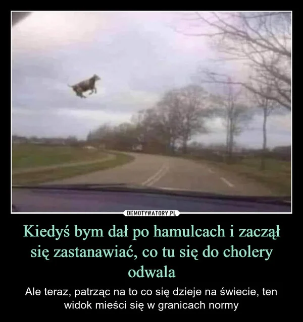 
    Kiedyś bym dał po hamulcach i zaczął się zastanawiać, co tu się do cholery odwala