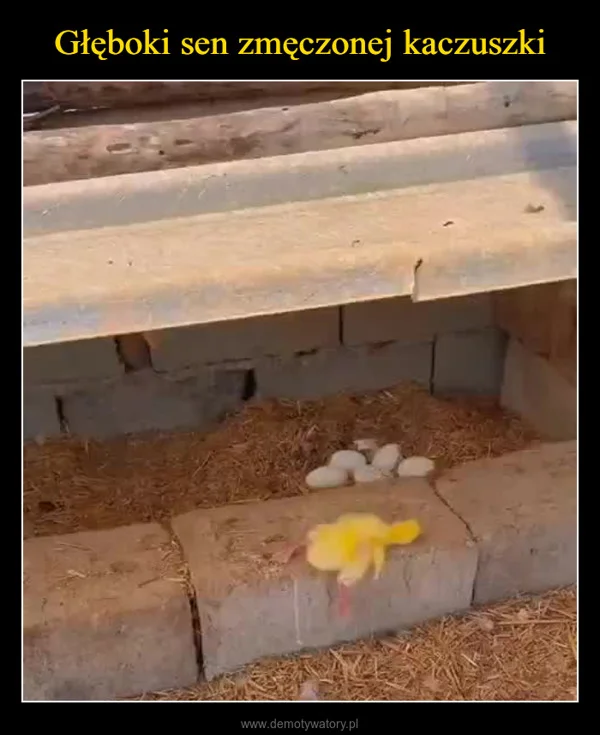 
    Głęboki sen zmęczonej kaczuszki