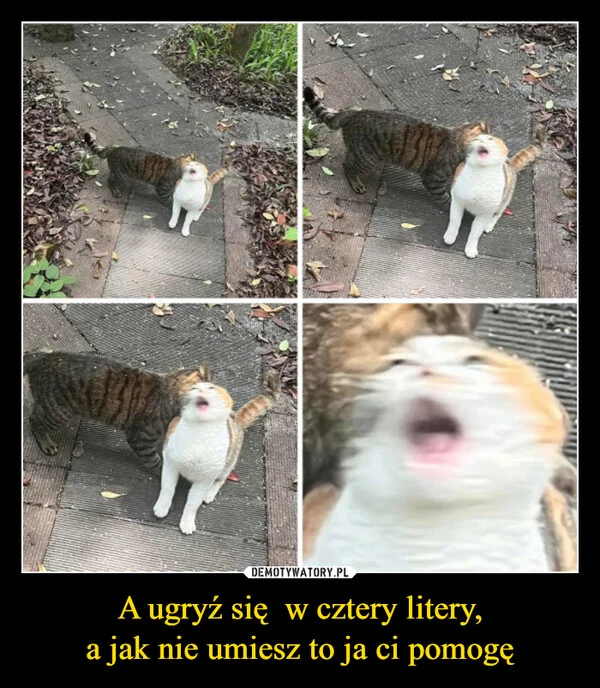 A ugryź się w cztery litery, a jak nie umiesz to ja ci pomogę