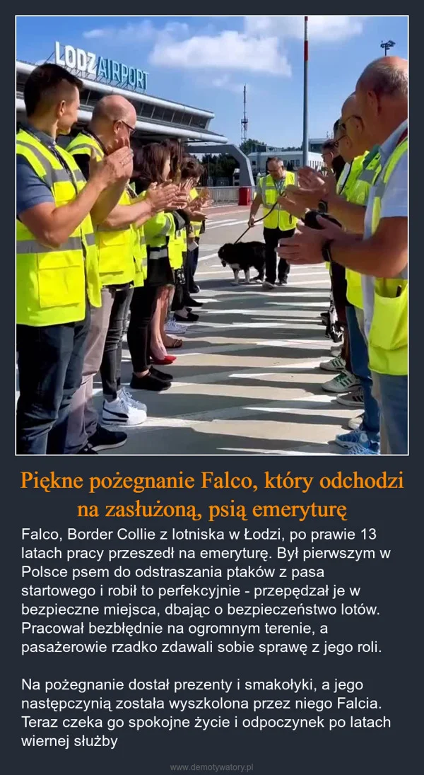 
    Piękne pożegnanie Falco, który odchodzi na zasłużoną, psią emeryturę