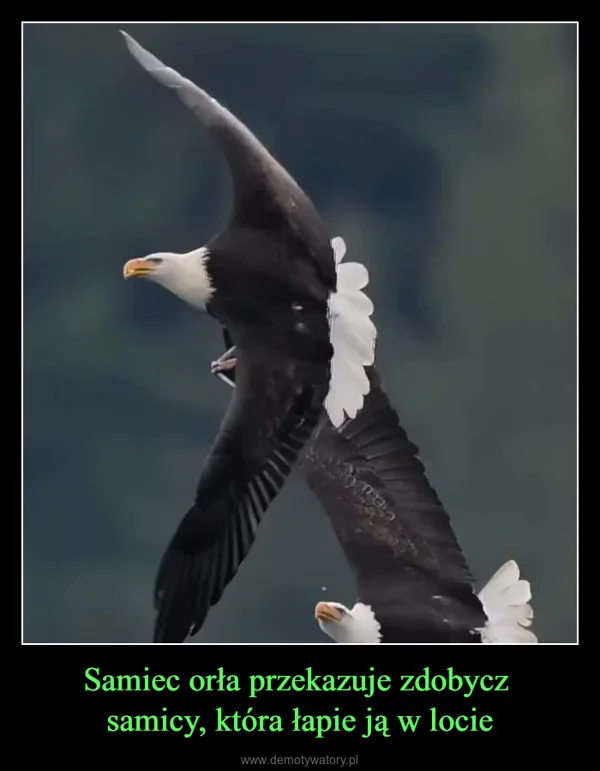 
    Samiec orła przekazuje zdobycz samicy, która łapie ją w locie