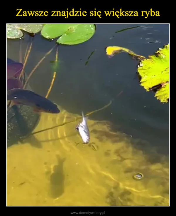 
    Zawsze znajdzie się większa ryba