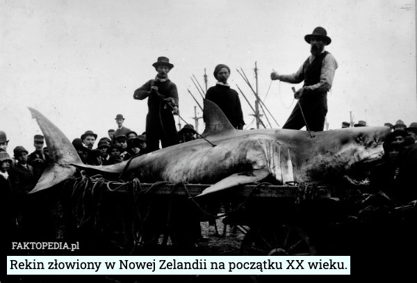 
    Rekin złowiony w Nowej Zelandii na początku XX wieku.