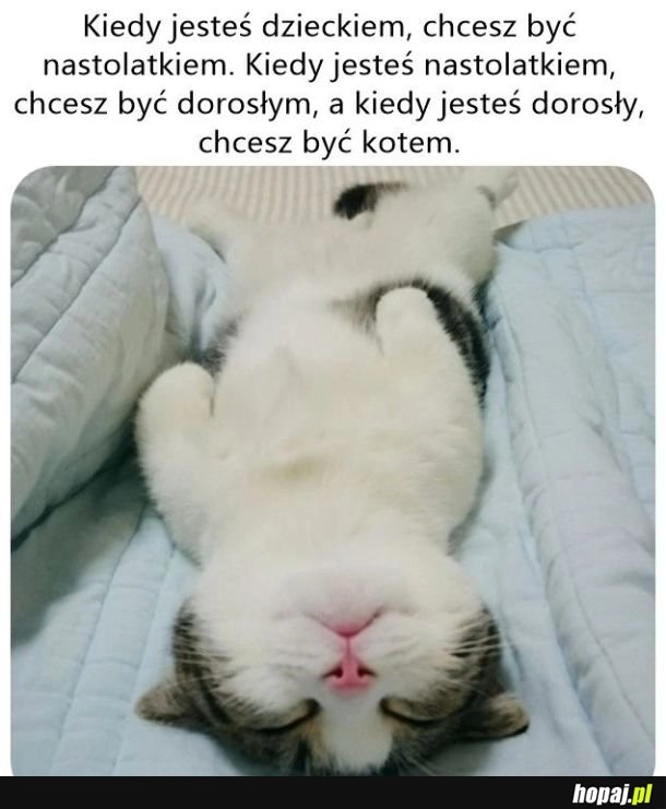 
    Kot wygrywa xd