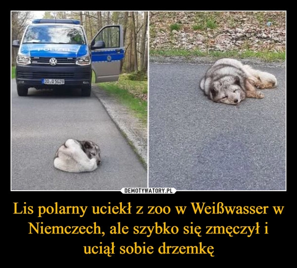 
    Lis polarny uciekł z zoo w Weißwasser w Niemczech, ale szybko się zmęczył i uciął sobie drzemkę