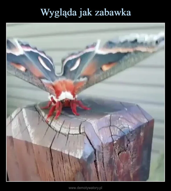 Wygląda jak zabawka