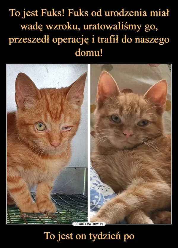 
    To jest Fuks! Fuks od urodzenia miał wadę wzroku, uratowaliśmy go, przeszedł operację i trafił do naszego domu! To jest on tydzień po