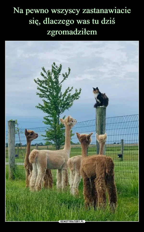 
    Na pewno wszyscy zastanawiacie się, dlaczego was tu dziś zgromadziłem