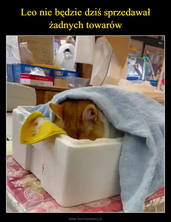 
    Leo nie będzie dziś sprzedawał żadnych towarów