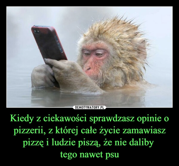
    Kiedy z ciekawości sprawdzasz opinie o pizzerii, z której całe życie zamawiasz pizzę i ludzie piszą, że nie daliby 
tego nawet psu