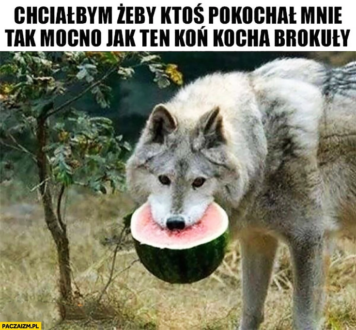 
    Chciałbym żeby ktoś pokochał mnie tak mocno jak ten koń kocha brokuły. Wilk z arbuzem