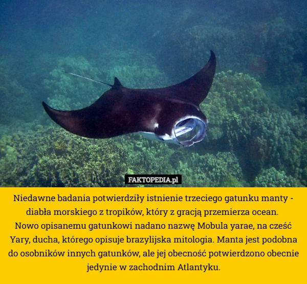 
    Niedawne badania potwierdziły istnienie trzeciego gatunku manty - diabła