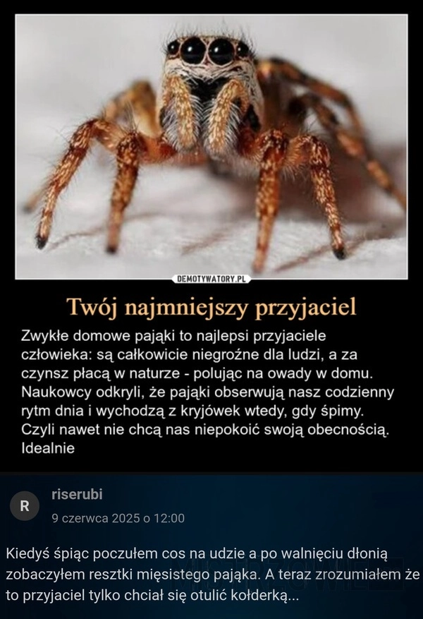 
    Pająki