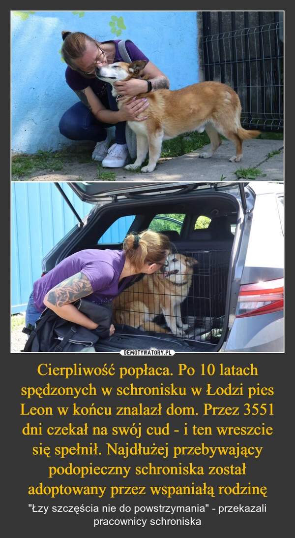
    Cierpliwość popłaca. Po 10 latach spędzonych w schronisku w Łodzi pies Leon w końcu znalazł dom. Przez 3551 dni czekał na swój cud - i ten wreszcie się spełnił. Najdłużej przebywający podopieczny schroniska został adoptowany przez wspaniałą rodzinę