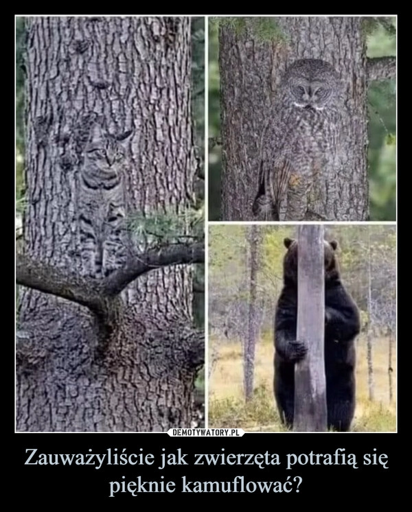 
    Zauważyliście jak zwierzęta potrafią się pięknie kamuflować?