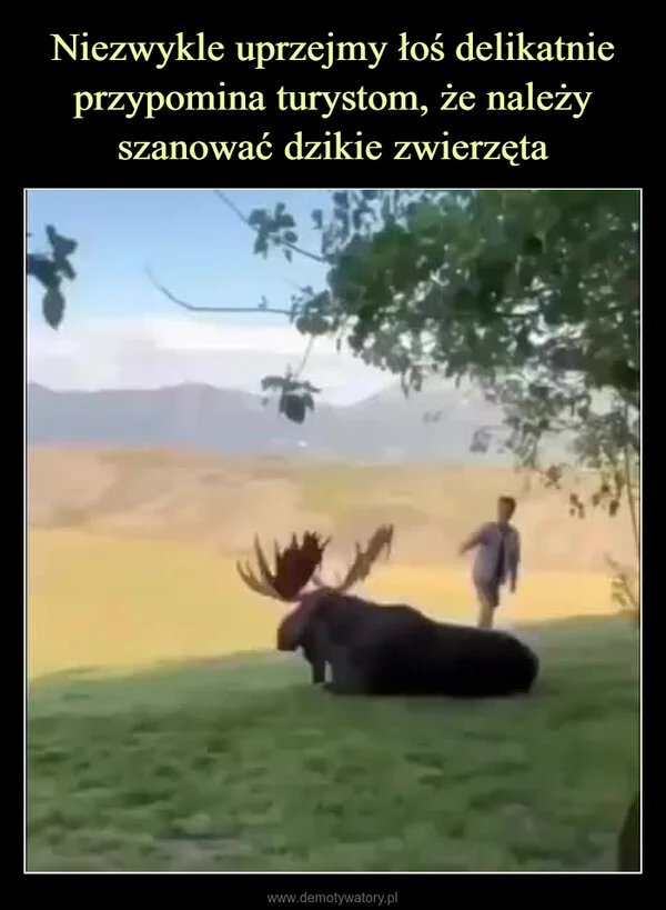 
    Niezwykle uprzejmy łoś delikatnie przypomina turystom, że należy szanować dzikie zwierzęta