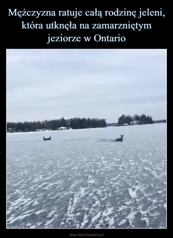 
    Mężczyzna ratuje całą rodzinę jeleni, która utknęła na zamarzniętym jeziorze w Ontario