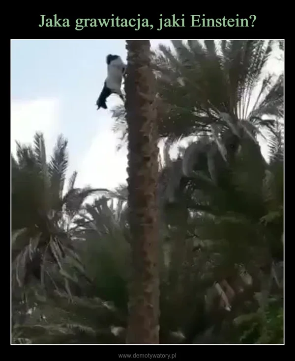 
    Jaka grawitacja, jaki Einstein?