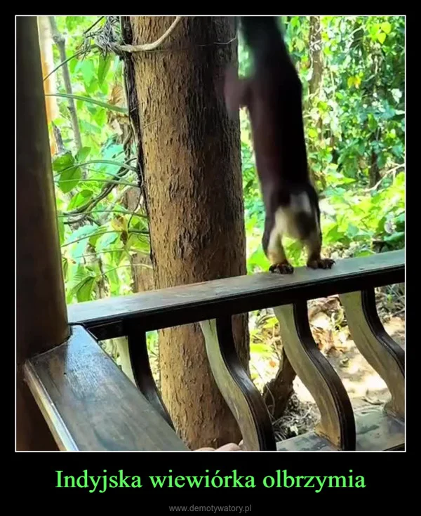 
    Indyjska wiewiórka olbrzymia
