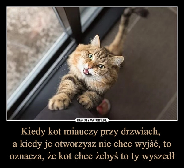 
    Kiedy kot miauczy przy drzwiach, 
a kiedy je otworzysz nie chce wyjść, to oznacza, że kot chce żebyś to ty wyszedł