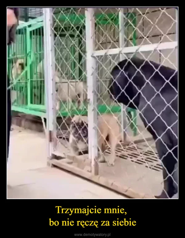 
    Trzymajcie mnie, bo nie ręczę za siebie