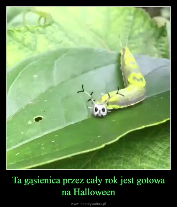 
    Ta gąsienica przez cały rok jest gotowa na Halloween