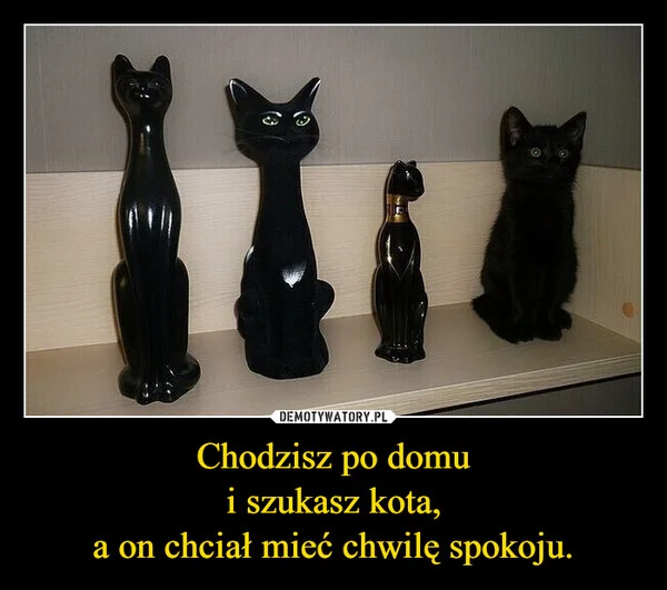 
    Chodzisz po domu i szukasz kota, a on chciał mieć chwilę spokoju.