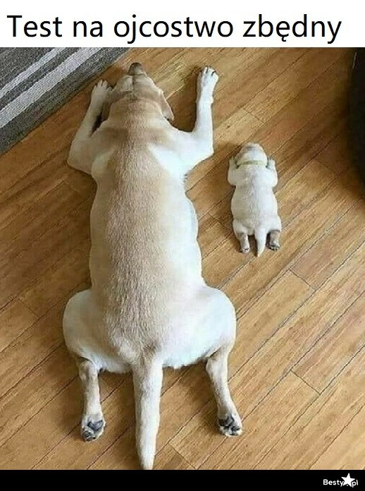 
    Test na ojcostwo zbędny 