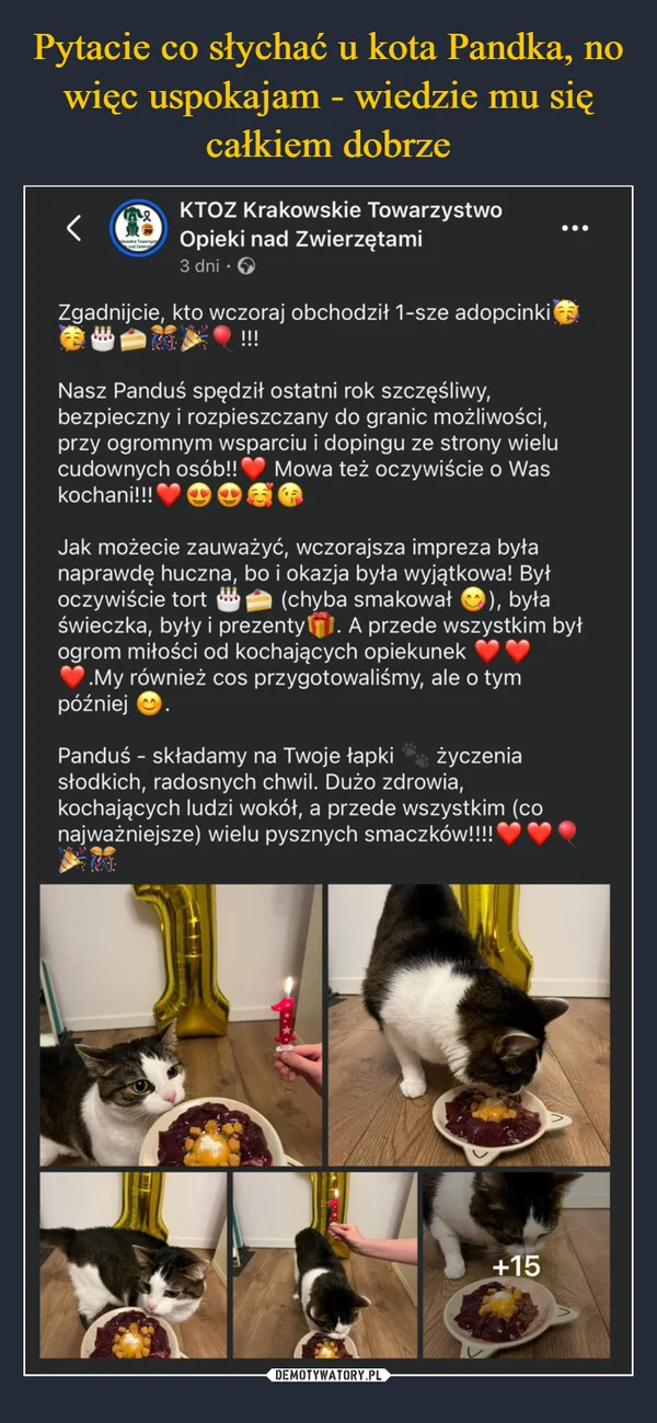 Pytacie co słychać u kota Pandka, no więc uspokajam - wiedzie mu się całkiem dobrze