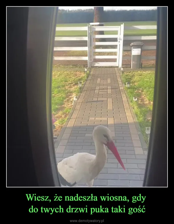 
    Wiesz, że nadeszła wiosna, gdy do twych drzwi puka taki gość