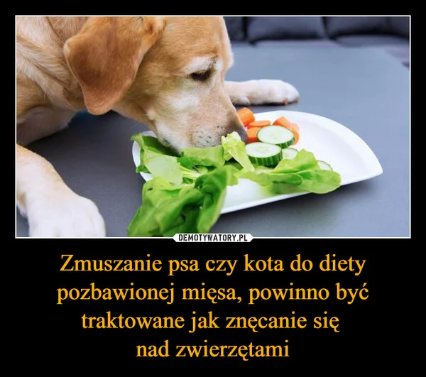 
    Zmuszanie psa czy kota do diety pozbawionej mięsa, powinno być traktowane jak znęcanie się nad zwierzętami