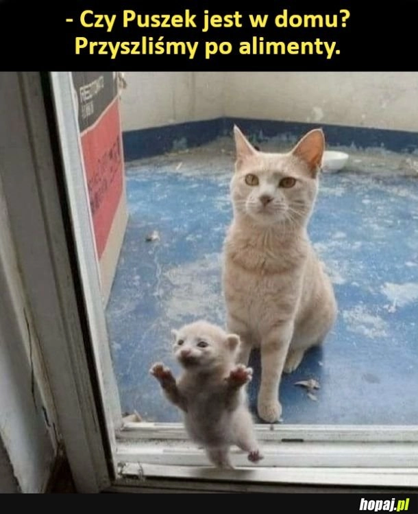
    Alimenciarz