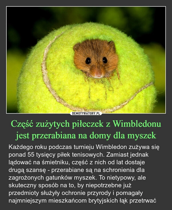 
    Część zużytych piłeczek z Wimbledonu jest przerabiana na domy dla myszek