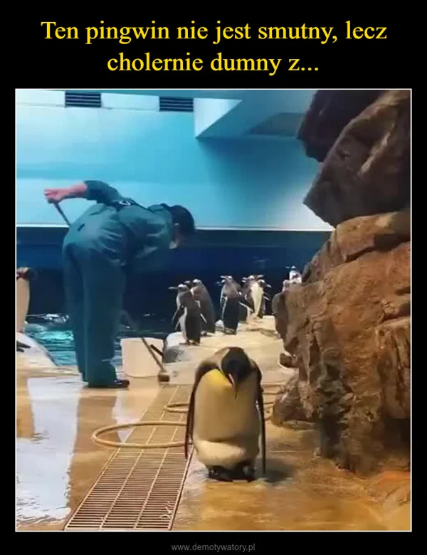 
    Ten pingwin nie jest smutny, lecz cholernie dumny z...