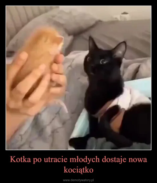 
    Kotka po utracie młodych dostaje nowa kociątko