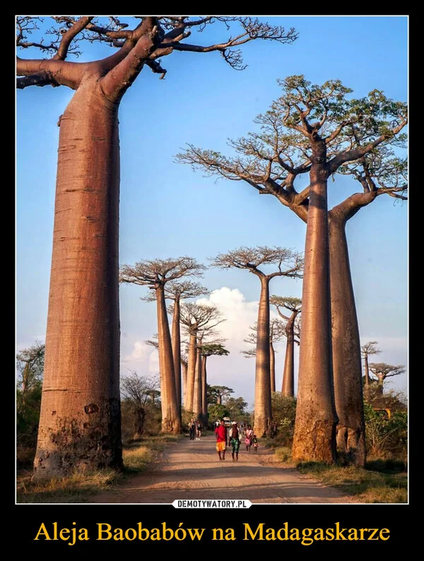 
    Aleja Baobabów na Madagaskarze