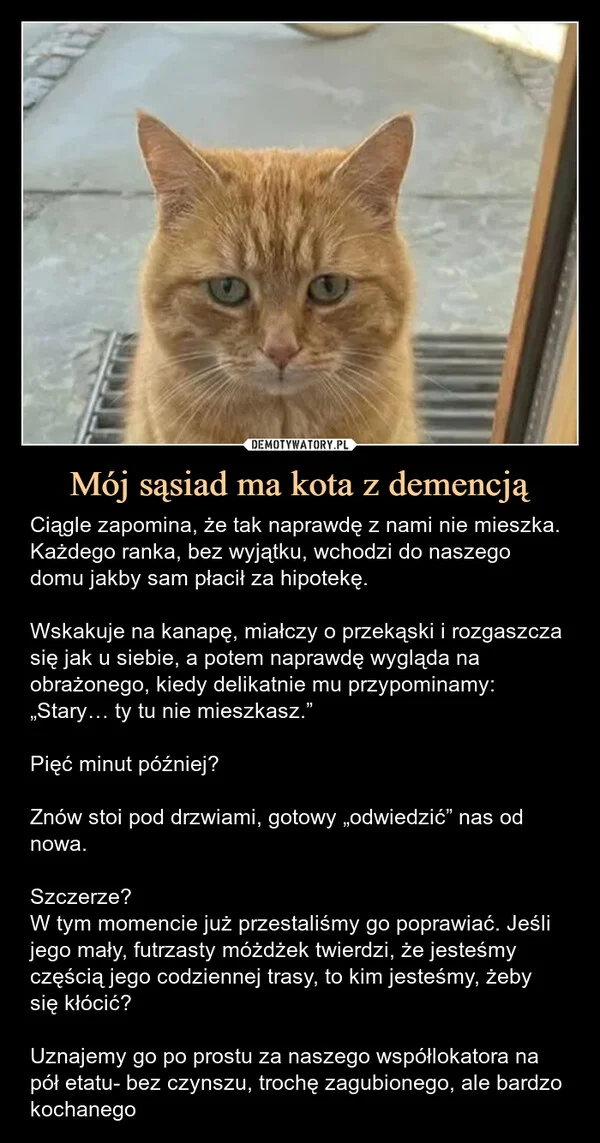 
    Mój sąsiad ma kota z demencją