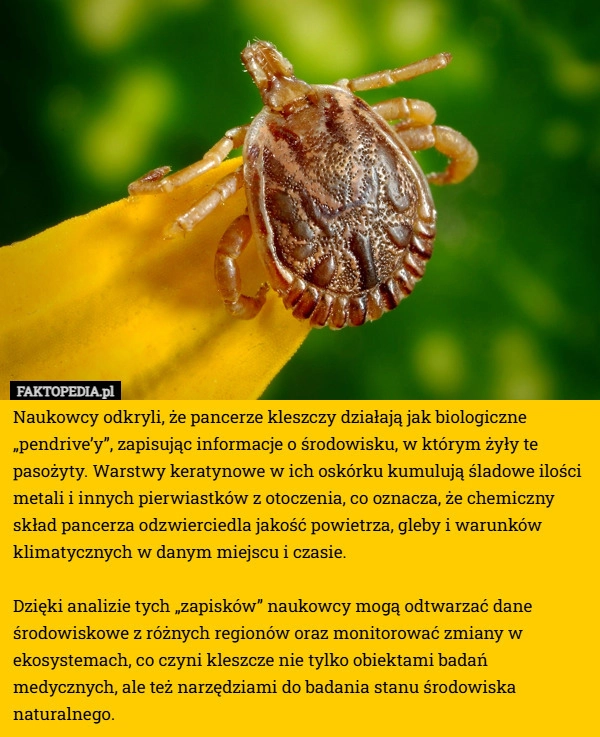 
    Naukowcy odkryli, że pancerze kleszczy działają jak biologiczne „pendrive’y”...