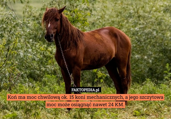 Koń ma moc chwilową ok. 15 koni mechanicznych, a jego szczytowa moc może
